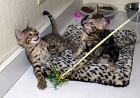 SierraGold Bengals: Merlin and Lancelot<br>
